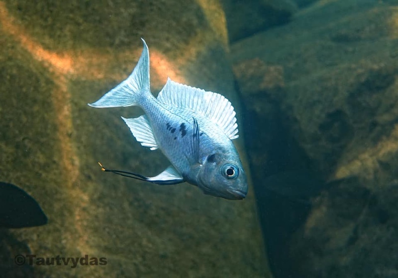 Ophthalmotilapia ventralis 'Chituta Bay'